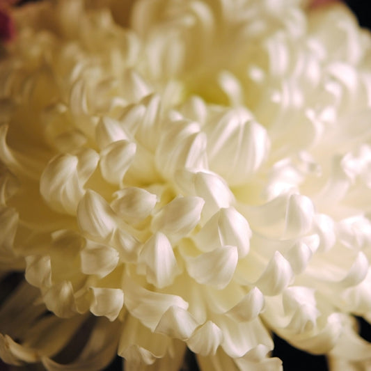 White Flower Digital Image Download