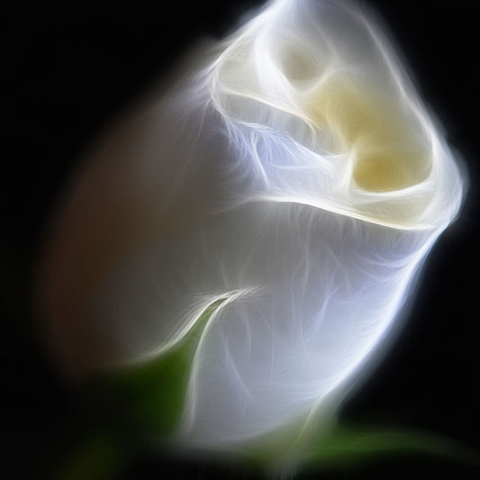 White Rose Bud Digital Image Download