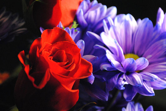 Raw Flowers 10 Digital Image Download