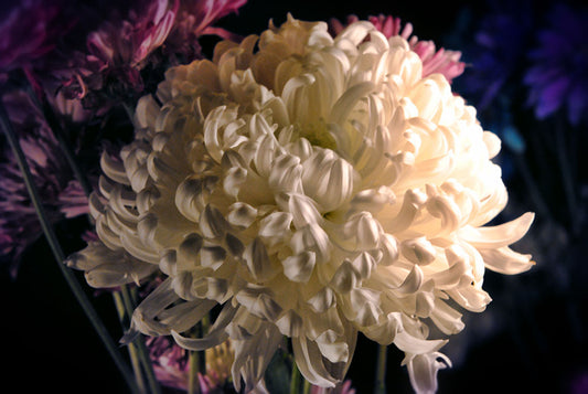 White Chrysanthemum In a Bouquet Digital Image Download