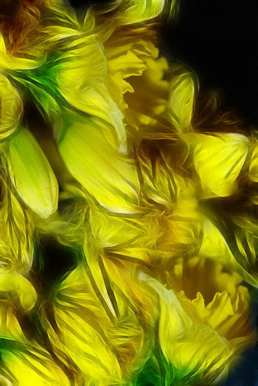 Abstract Yellow Daffodils Digital Image Download