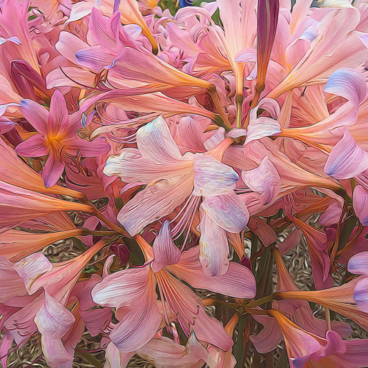 Pink Amaryllis Digital Image Download