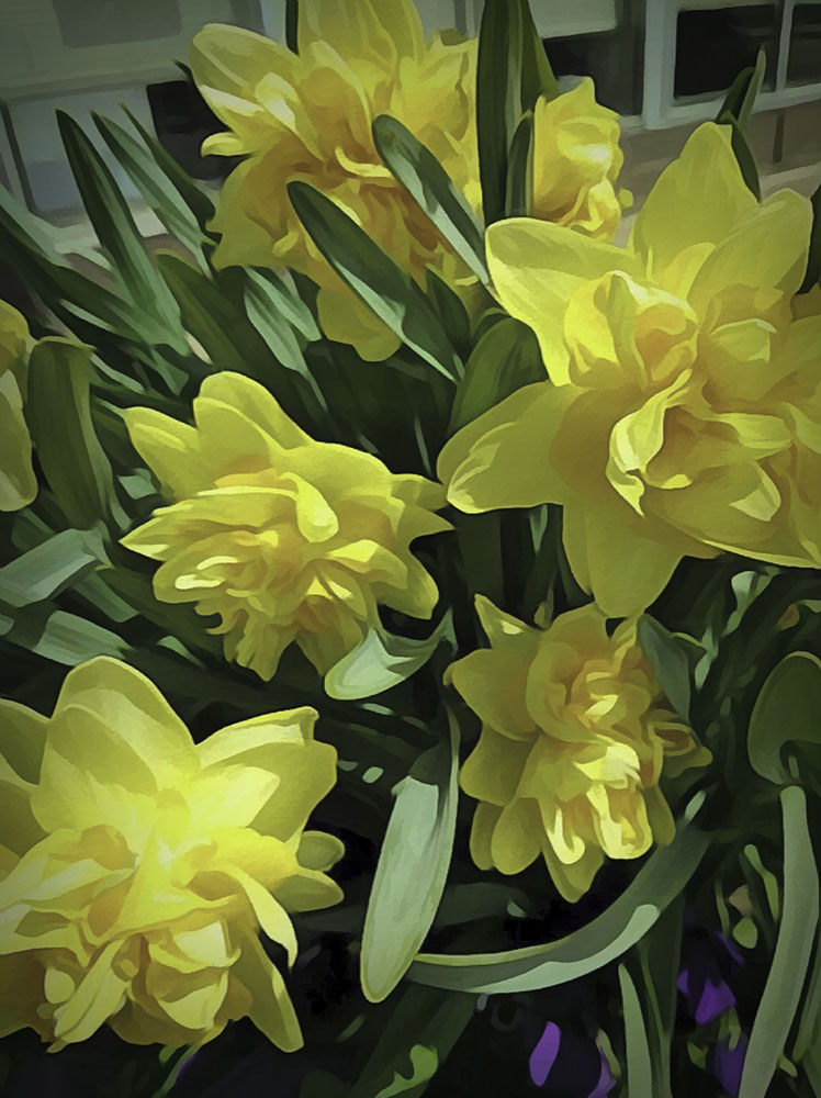 Bright Yellow Daffodils Digital Image Download