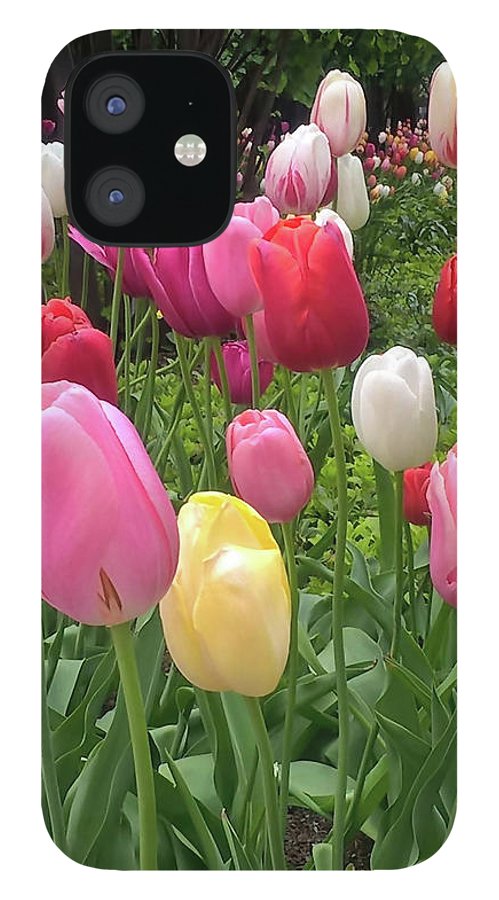 Home Chicago Tulips - Phone Case