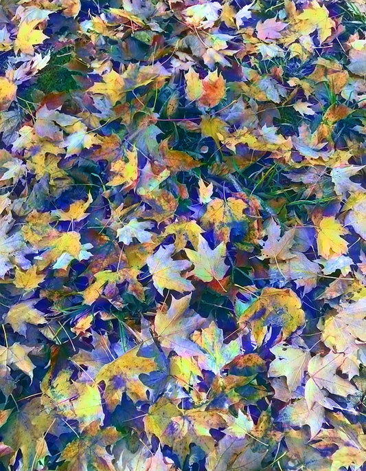 Late October Leaves In Blue Digital Image Download