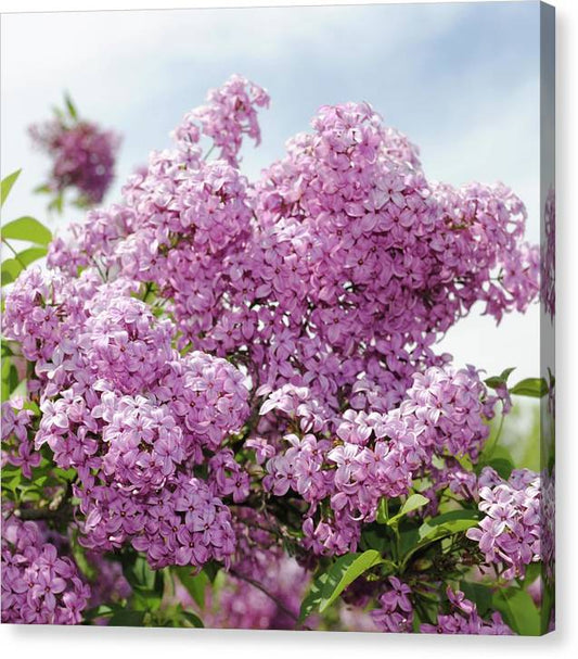 Lilacs With Sky - Canvas Print