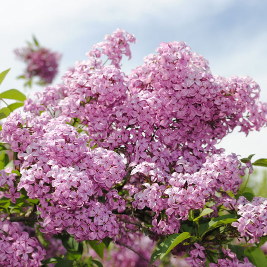 Lilacs Digital Image Download