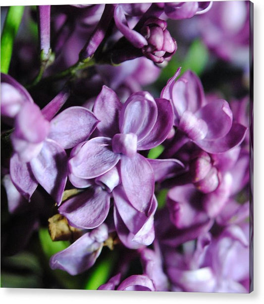 Macro Lilacs - Acrylic Print