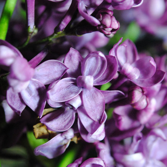Macro Lilacs Digital image Download