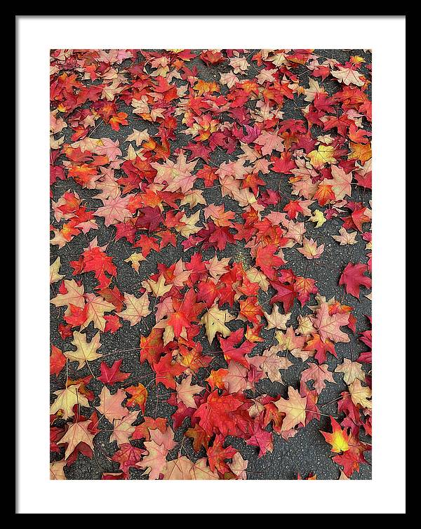Maple Leaves In October 1 - Framed Print