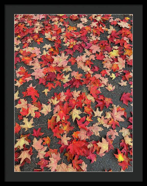 Maple Leaves In October 1 - Framed Print