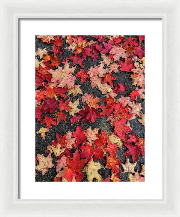 Maple Leaves In October 2 - Framed Print