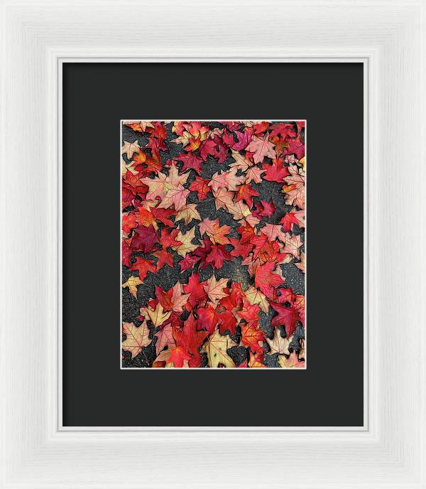 Maple Leaves In October 2 - Framed Print