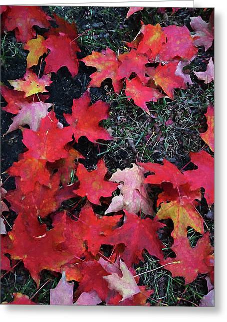 Maple Leaves In October 5 - Greeting Card