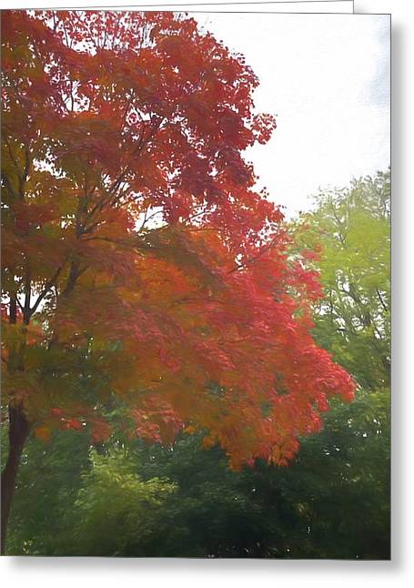 Maple Tree In October - Greeting Card
