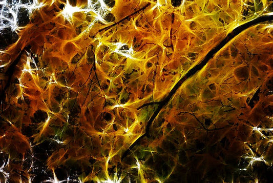 Orange Tree Branch Abstract Digital Image Download