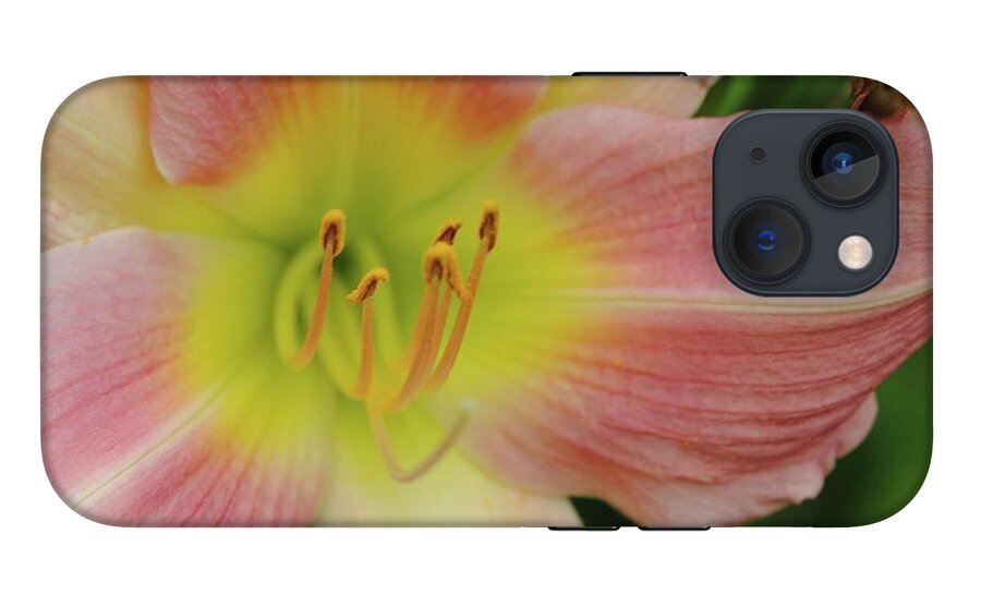 Peaches and Cream Lily - Phone Case