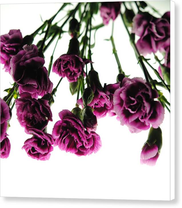 Pink Carnations on White - Canvas Print