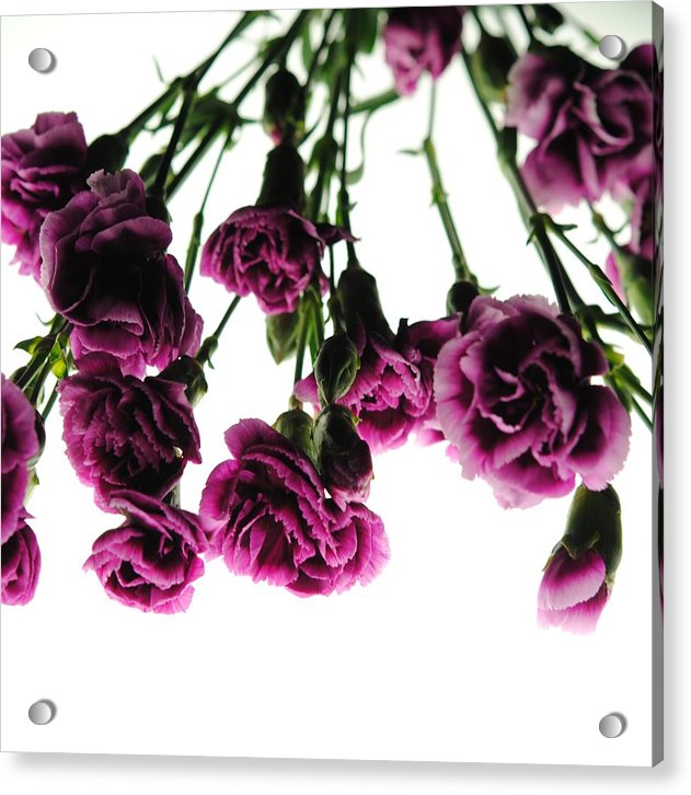 Pink Carnations on White - Acrylic Print