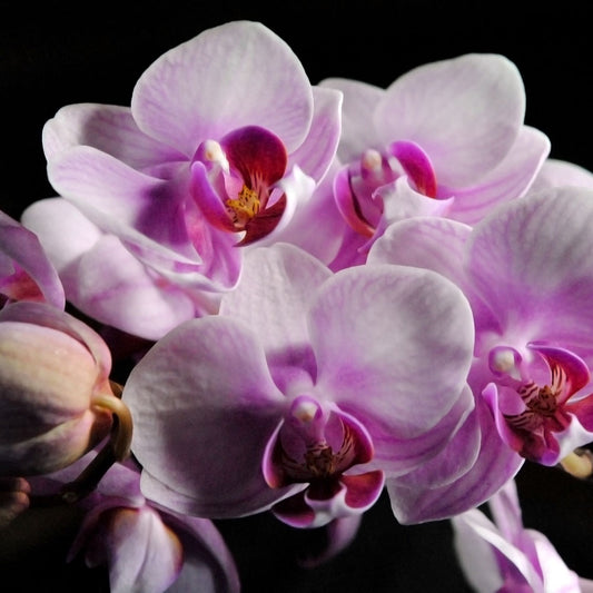 Pink and White Orchids Digital Image Download