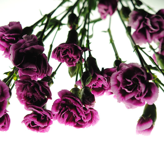 Pink Carnations Hanging Digital Image Download