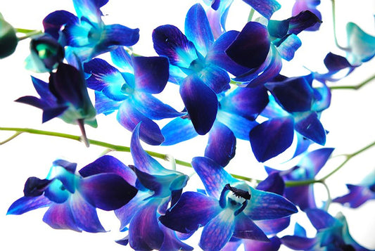 Purple Orchids Digital Image Download