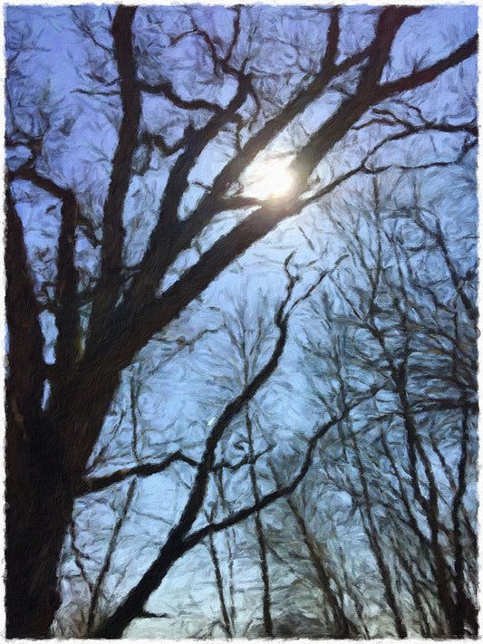 Sun Through Bare Trees Digital Image Download