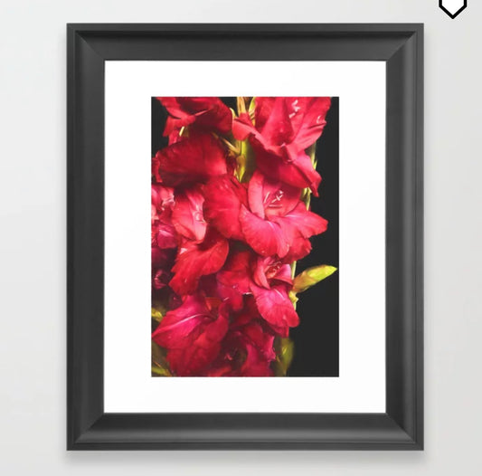 Just Sold! Red Gladiolas on Black framed Print on my Society 6 store