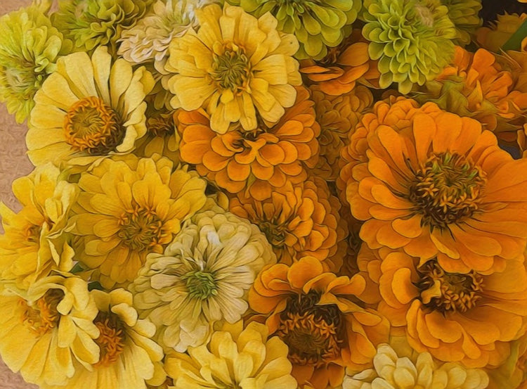 Yellow Zinnias