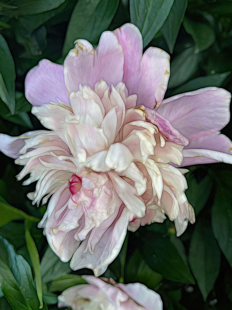 June Peony