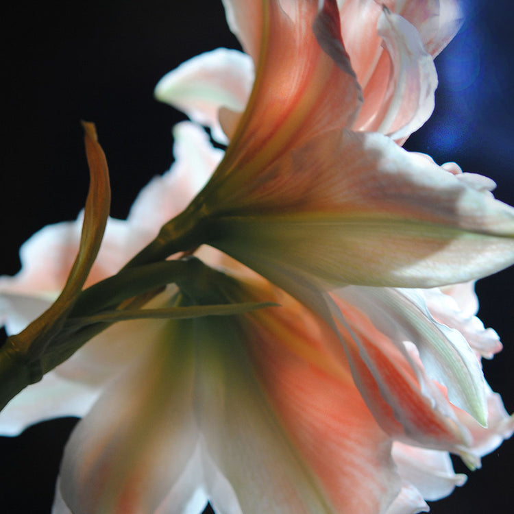 Amaryllis In The Light