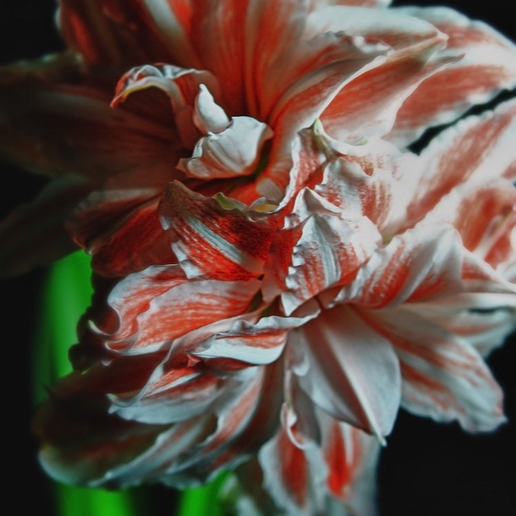 Amaryllis Portrait