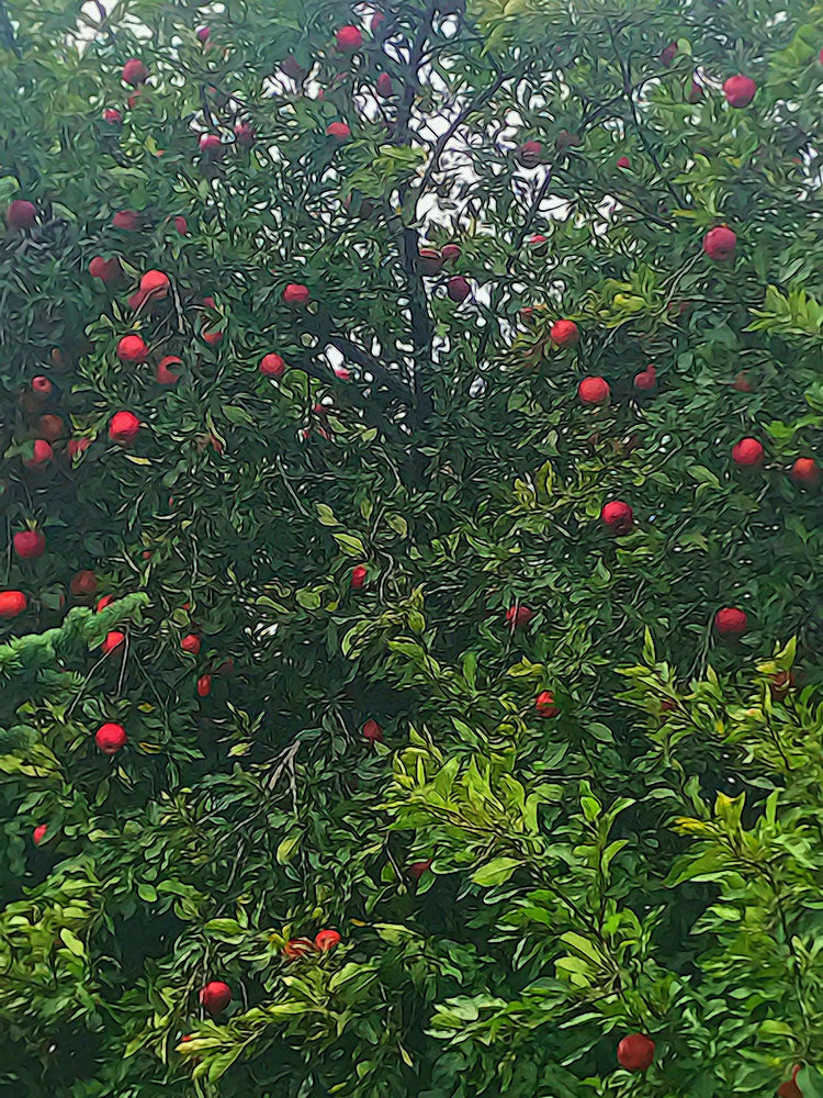 Apple Tree Close Up