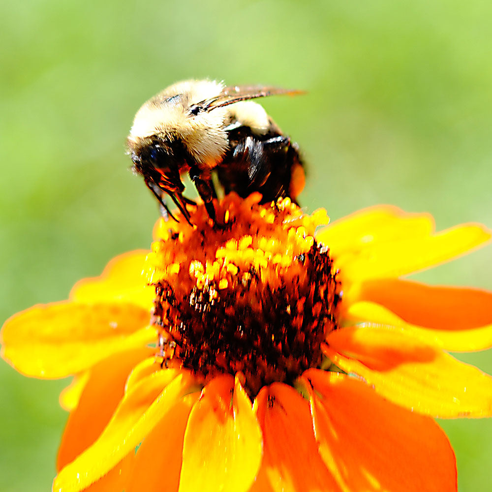Bee On a Flower