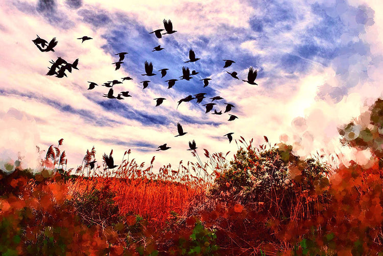 Birds Over a Field