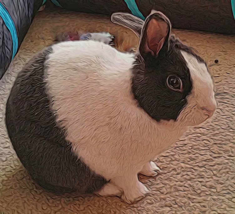 Black and White Bunny