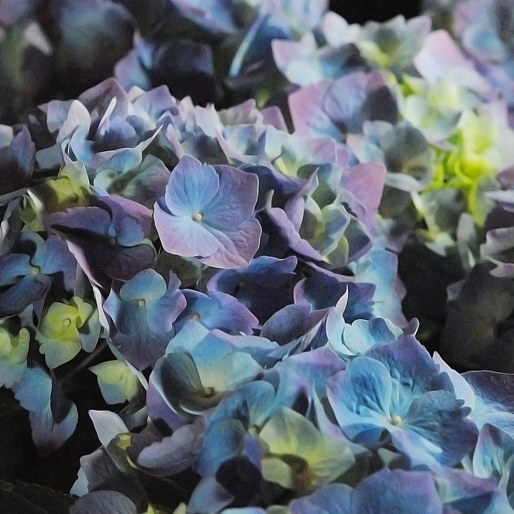 Blue and Purple Hydrangea Group