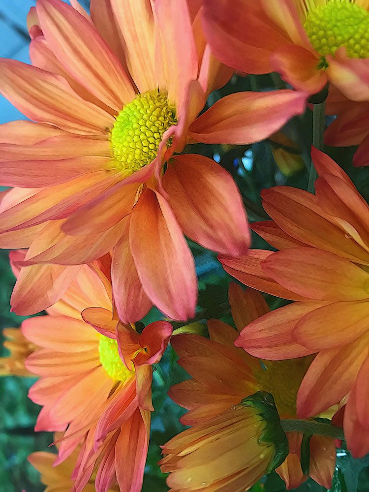 Cream and Pink Daisies