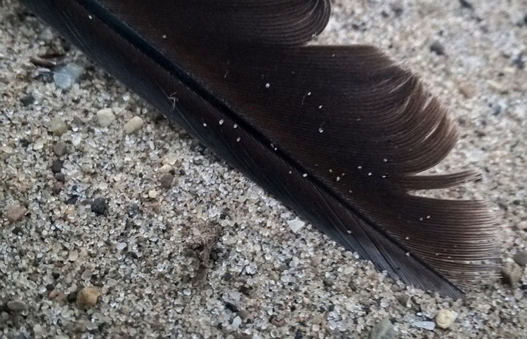 Feather on The Beach