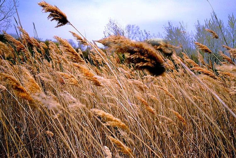 Grassy Field