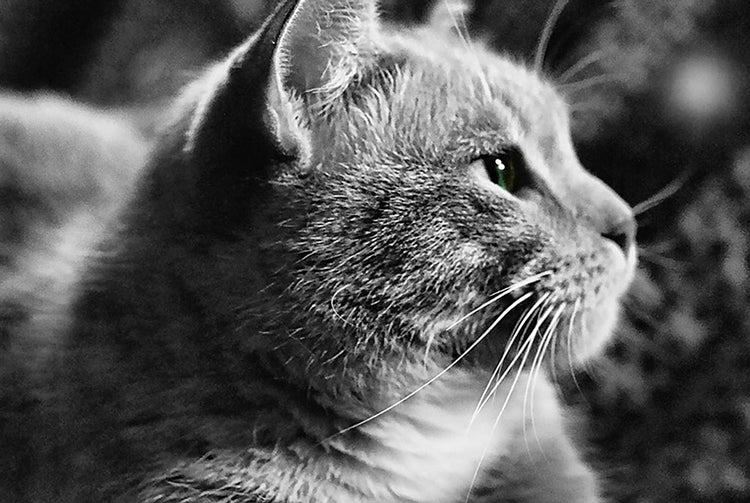 Marley Cat in Black and White