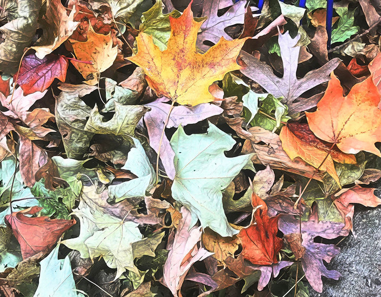 Mid October Leaves Fall Leaf Pile