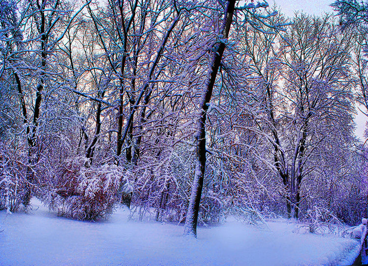 Pink and Blue Snow at Dawn