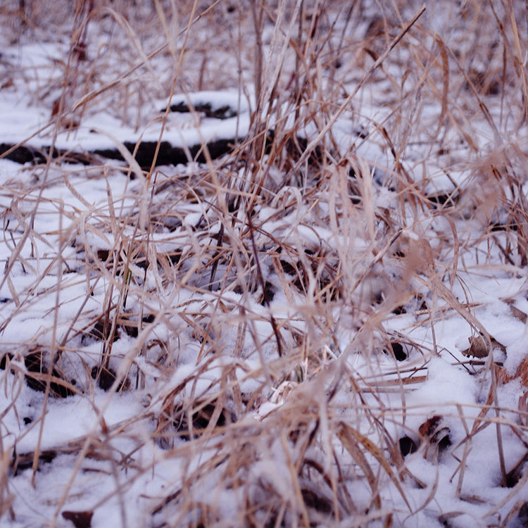 Snow Covered Grass