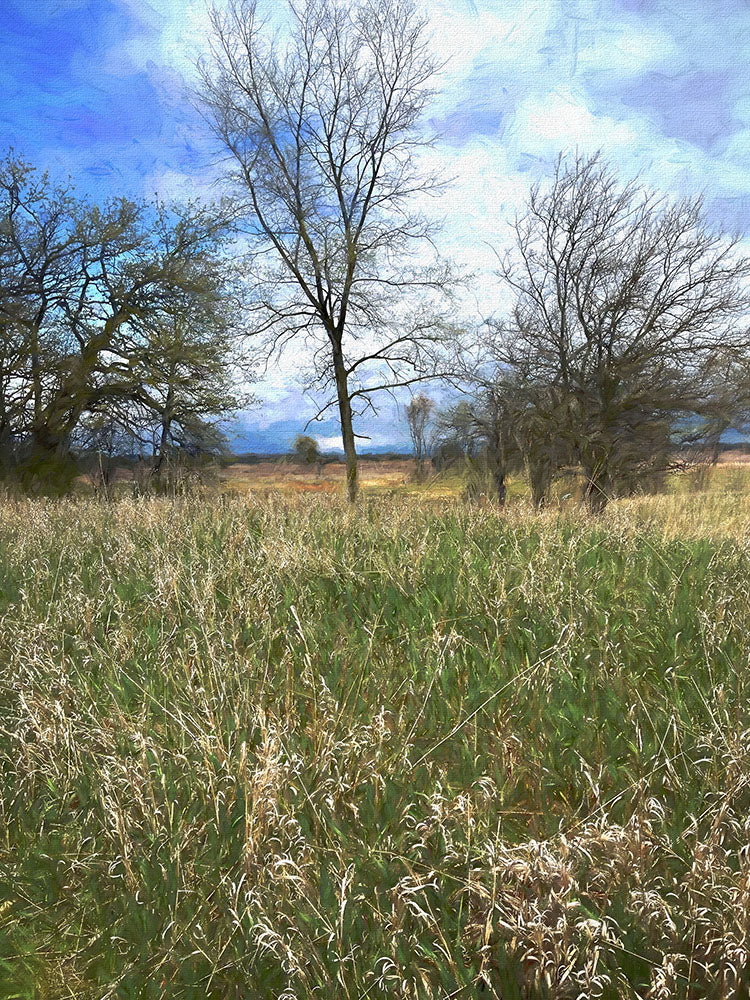Spring Prairie Grass Landscape