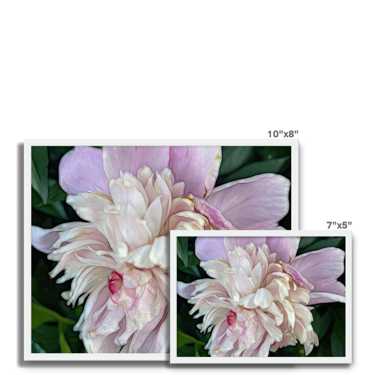 June Peony Framed Photo Tile