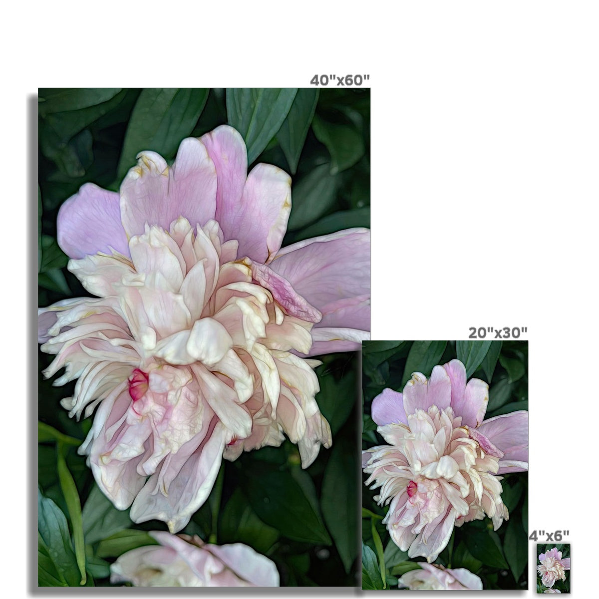 June Peony Fine Art Print