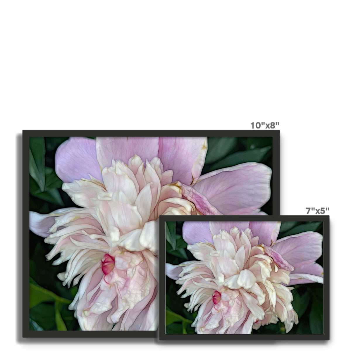 June Peony Framed Photo Tile