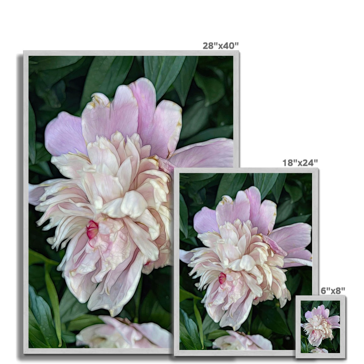 June Peony Antique Framed Print