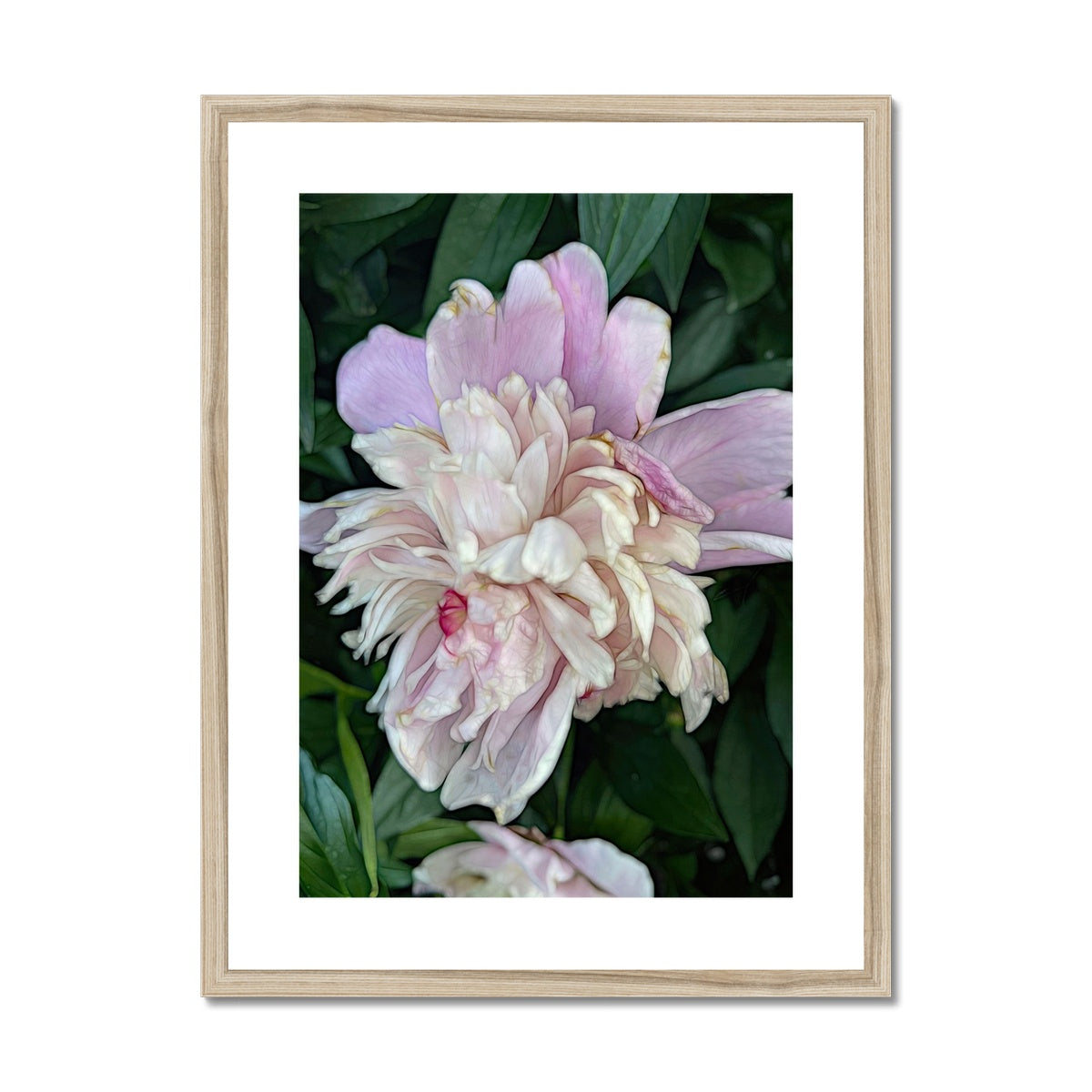 June Peony Framed & Mounted Print